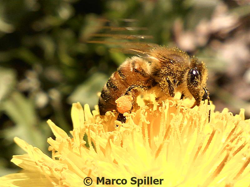 Apidae Andreninae?  No, Apis mellifera